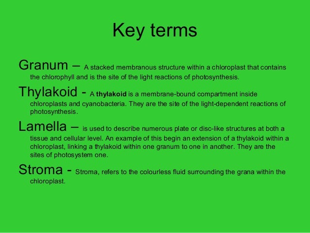 Chloroplasts pigments
