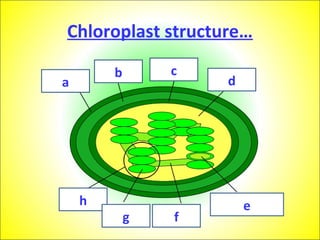 Chloroplast structure and leaf adaptations | PPT