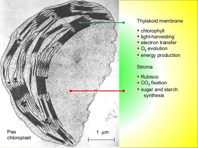 Chloroplast structure and leaf adaptations diagram of a pea plant 