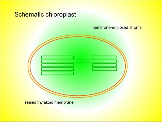 Chloroplast structure and leaf adaptations