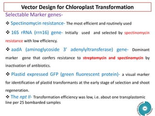 Vector Design for Chloroplast Transformation
Selectable Marker genes-
 Spectinomycin resistance- The most efficient and routinely used
 16S rRNA (rrn16) gene- Initially used and selected by spectinomycin
resistance with low efficiency.
 aadA (aminoglycoside 3′ adenylyltransferase) gene- Dominant
marker gene that confers resistance to streptomycin and spectinomycin by
inactivation of antibiotics.
 Plastid expressed GFP (green fluorescent protein)- a visual marker
for identification of plastid transformants at the early stage of selection and shoot
regeneration.
 The npt II- Transformation efficiency was low, i.e. about one transplastomic
line per 25 bombarded samples
 