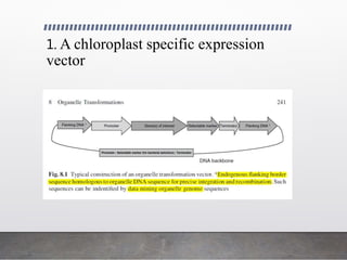 1. A chloroplast specific expression
vector
 