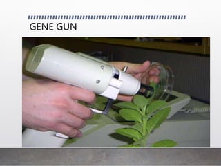 GENE GUN
 