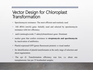 Vector Design for Chloroplast
Transformation
• Spectinomycin resistance- The most efficient and routinely used
• 16S rRNA (rrn16) gene- Initially used and selected by spectinomycin
resistance with low efficiency.
• aadA (aminoglycoside 3′ adenylyltransferase) gene- Dominant
• marker gene that confers resistance to streptomycin and spectinomycin
by inactivation of antibiotics.
• Plastid expressed GFP (green fluorescent protein)- a visual marker
• for identification of plastid transformants at the early stage of selection and
shoot regeneration.
• The npt II- Transformation efficiency was low, i.e. about one
transplastomic line per 25 bombarded samples
 