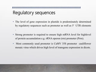 Regulatory sequences
• The level of gene expression in plastids is predominately determined
by regulatory sequences such as promoter as well as 5′ UTR elements
.
• Strong promoter is required to ensure high mRNA level for highlevel
of protein accumulation e.g. rRNA operon (rrn) promoter (Prrn).
• Most commonly used promoter is CaMV 35S promoter cauliflower
mosaic virus which drives high level of transgene expression in dicots.
 