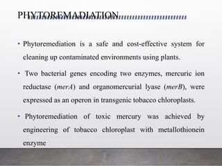 PHYTOREMADIATION
• Phytoremediation is a safe and cost-effective system for
cleaning up contaminated environments using plants.
• Two bacterial genes encoding two enzymes, mercuric ion
reductase (merA) and organomercurial lyase (merB), were
expressed as an operon in transgenic tobacco chloroplasts.
• Phytoremediation of toxic mercury was achieved by
engineering of tobacco chloroplast with metallothionein
enzyme
 