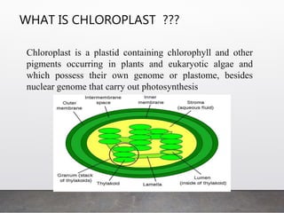 WHAT IS CHLOROPLAST ???
Chloroplast is a plastid containing chlorophyll and other
pigments occurring in plants and eukaryotic algae and
which possess their own genome or plastome, besides
nuclear genome that carry out photosynthesis
 