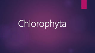 Chlorophyta
 
