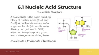 Comprehensive Overview of Nucleic Acids: Structure, Function, and ...