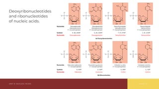 Comprehensive Overview of Nucleic Acids: Structure, Function, and ...