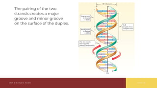 Comprehensive Overview of Nucleic Acids: Structure, Function, and ...