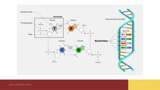 Comprehensive Overview of Nucleic Acids: Structure, Function, and ...