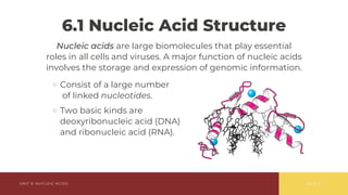 Comprehensive Overview of Nucleic Acids: Structure, Function, and ...