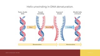 Comprehensive Overview of Nucleic Acids: Structure, Function, and ...