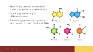 Comprehensive Overview of Nucleic Acids: Structure, Function, and ...