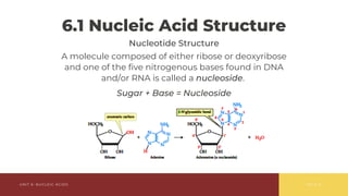 Comprehensive Overview of Nucleic Acids: Structure, Function, and ...