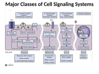 Fundamentals of Biosignaling: Mechanisms and Pharmacology of Cell ...