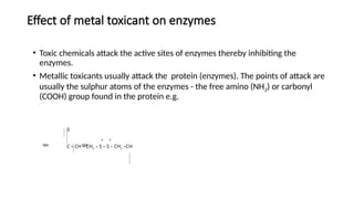 Effect of metal toxicant on enzymes
• Toxic chemicals attack the active sites of enzymes thereby inhibiting the
enzymes.
• Metallic toxicants usually attack the protein (enzymes). The points of attack are
usually the sulphur atoms of the enzymes - the free amino (NH2) or carbonyl
(COOH) group found in the protein e.g.
NH NH
0
* *
C – CH – CH2
– S – S – CH2
–CH
 