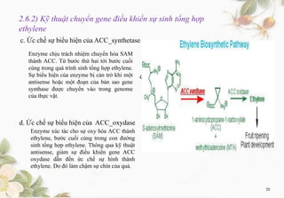 2.6.2) Kỹ thuật chuyển gene điều khiển sự sinh tổng hợp
ethylene
c. Ức chế sự biểu hiện của ACC_synthetase
Enzyme chịu trách nhiệm chuyển hóa SAM
thành ACC. Từ bước thứ hai tới bước cuối
cùng trong quá trình sinh tổng hợp ethylene.
Sự biểu hiện của enzyme bị cản trở khi một
antisense hoặc một đoạn của bản sao gene
synthase được chuyển vào trong genome
của thực vật.
d. Ức chế sự biểu hiện của ACC_oxydase
Enzyme xúc tác cho sự oxy hóa ACC thành
ethylene, bước cuối cùng trong con đường
sinh tổng hợp ethylene. Thông qua kỹ thuật
antisense, giảm sự điều khiển gene ACC
oxydase dẫn đến ức chế sự hình thành
ethylene. Do đó làm chậm sự chín của quả.
d. Ức chế sự biểu hiện của ACC_oxydase
20
 