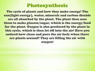 Photosynthesis
  The cycle of plants and how they make energy! The
sun(light energy), water, minerals and carbon dioxide
   are all absorbed by the plant. The plant then uses
them to make glucose/sugar, which is the energy/food
 for the plant. Oxygen is also produced by the plant in
 this cycle, which is then let off into the air! Have you
  noticed how clean and pure the air feels when there
    are plants around? They are filling the air with
                         oxygen!
 