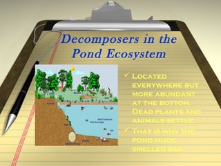 Decomposers in the
 Pond Ecosystem
          Located
           everywhere but
           more abundant
           at the bottom.
           Dead plants and
           animals settle.
          That is why the
           pond muck
           smelled bad
 