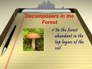 Decomposers in the
     Forest
         In the forest
          abundant in the
          top layers of the
          soil
 