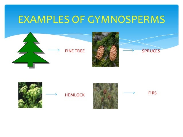 Chmsc lab school science project classification of plants