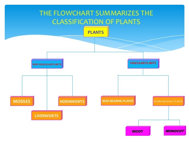 Classification Of Flowers Chart
