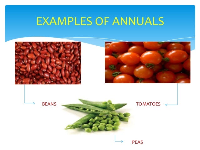 chmsc lab school science project classification of plants chmsc lab school science project classification of plants