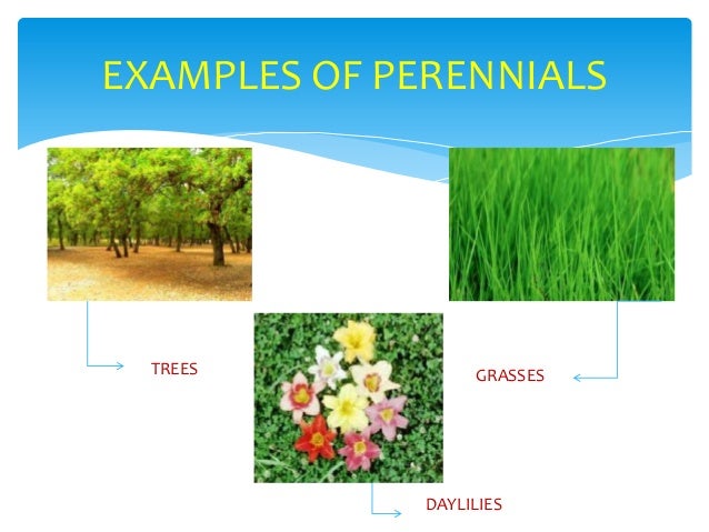 chmsc lab school science project classification of plants chmsc lab school science project classification of plants