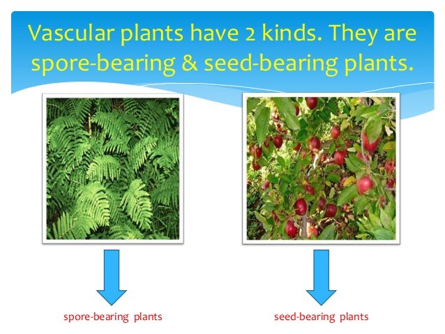 10 examples of spore bearing plants 10 examples of spore bearing plants
