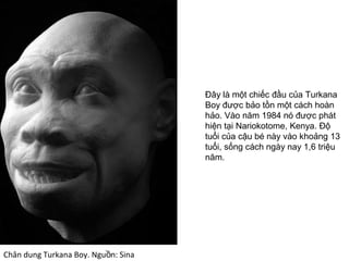 Chân dung Turkana Boy. Ngu n: Sinaồ
Đây là một chiếc đầu của Turkana
Boy được bảo tồn một cách hoàn
hảo. Vào năm 1984 nó được phát
hiện tại Nariokotome, Kenya. Độ
tuổi của cậu bé này vào khoảng 13
tuổi, sống cách ngày nay 1,6 triệu
năm.
 