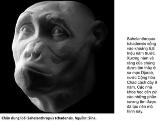 Chân dung loài Sahelanthropus tchadensis. Ngu n: Sina.ồ
Sahelanthropus
tchadensis sống
vào khoảng 6,8
triệu năm trước.
Xương hàm và
răng của chúng
được tìm thấy ở
sa mạc Djurab,
nước Cộng hòa
Chad cách đây 9
năm. Các nhà
khoa học căn cứ
vào những phần
xương tìm được
đã tạo nên mô
hình này.
 