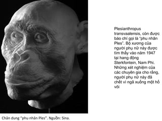 Chân dung “phu nhân Ples”. Ngu n: Sina.ồ
Plesianthropus
transvaalensis, còn được
báo chí gọi là “phu nhân
Ples”. Bộ xương của
người phụ nữ này được
tìm thấy vào năm 1947
tại hang động
Sterkfontein, Nam Phi.
Những xét nghiệm của
các chuyên gia cho rằng,
người phụ nữ này đã
chết vì ngã xuống một hố
vôi
 