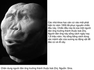 Chân dung người đàn ông trưởng thành thuộc loài Zinj. Nguồn: Sina.
Các nhà khoa học căn cứ vào một phát
hiện từ năm 1959 đã phục nguyên chiếc
đầu này. Chiếc đầu này là của một người
đàn ông trưởng thành thuộc loài Zinj.
Người đàn ông này sống cách ngày nay
1,8 triệu năm. Họ sống bằng cách dùng
các mảnh sắc của xương sọ động vật để
đào củ và rễ cây.
 