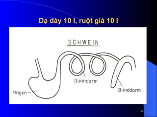 Dạ dày 10 l, ruột già 10 l
Dạ dày 10 l, ruột già 10 l
12
 