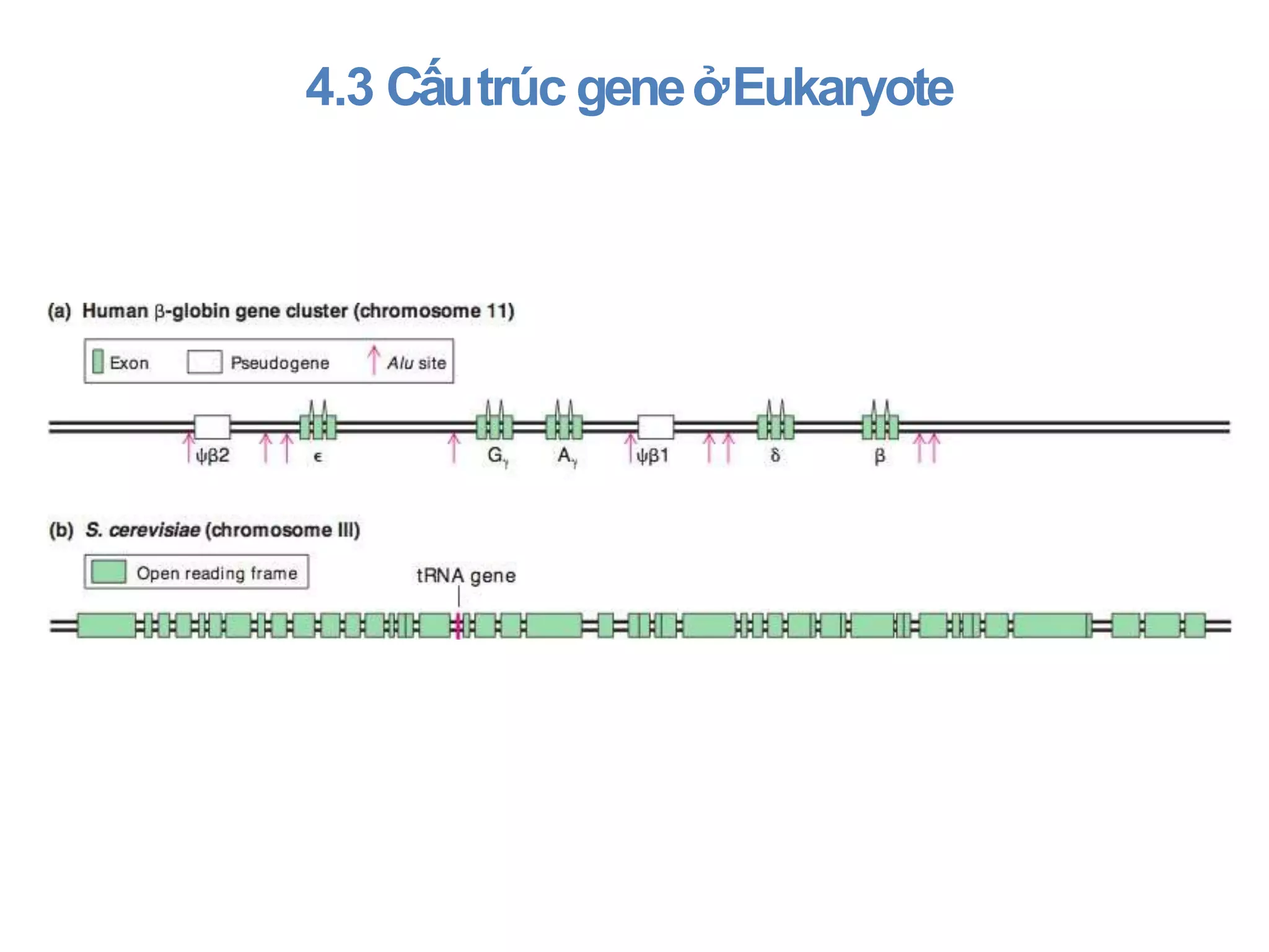 Chương 2 Cấu trúc chức năng gene.pptx