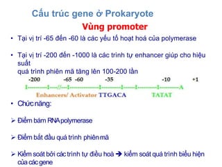 Chương 2 Cấu trúc chức năng gene.pptx