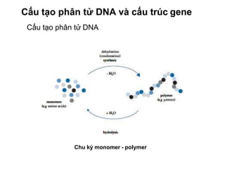 Chu kỳ monomer - polymer
Cấu tạo phân tử DNA và cấu trúc gene
Cấu tạo phân tử DNA
 