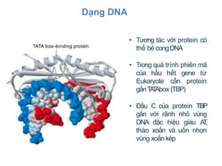 • Tương tác với protein có
thể bẻ congDNA
• Trong quá trình phiên mã
của hầu hết gene từ
Eukaryote cần protein
gắnT
A
T
Ab...