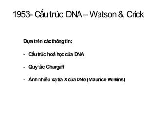 1953- Cấutrúc DNA– Watson & Crick
Dựatrên cácthôngtin:
- Cấutrúc hoáhọccủa DNA
- Quytắc Chargaff
- Ảnhnhiễu xạtia XcủaDNA(...