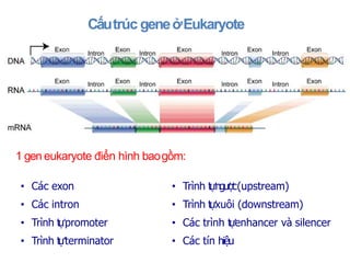 Cấu trúc gene ở Eukaryote
 