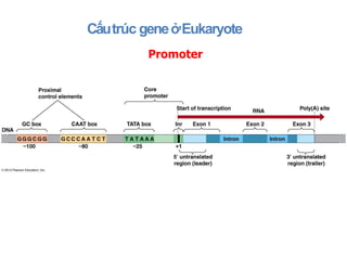 Cấutrúc geneởEukaryote
• Trình tự ngược (upstream - đầu 5’): thực hiện một vài
chức năng bao gồm vận chuyển mRNA và bắt đầ...