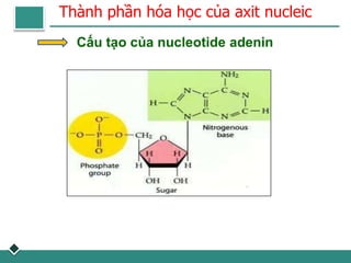 Thành phần hóa học của axit nucleic
Cấu tạo của nucleotide adenin
 