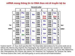mRNA mang thông tin từ DNA theo mã di truyền bộ ba
Codons read 5’→3’; thus, AUG specifies Met. The three-letter abbreviati...