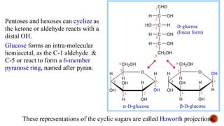 Pentoses and hexoses can cyclize as
the ketone or aldehyde reacts with a
distal OH.
Glucose forms an intra-molecular
hemiacetal, as the C-1 aldehyde &
C-5 or react to form a 6-member
pyranose ring, named after pyran.
These representations of the cyclic sugars are called Haworth projections.
H O
OH
H
OH
H
OH
CH2OH
H
OH
H H O
OH
H
OH
H
OH
CH2OH
H
H
OH
-D-glucose -D-glucose
2
3
4
5
6
1 1
6
5
4
3 2
H
CHO
C OH
C H
HO
C OH
H
C OH
H
CH2OH
1
5
2
3
4
6
D-glucose
(linear form)
 