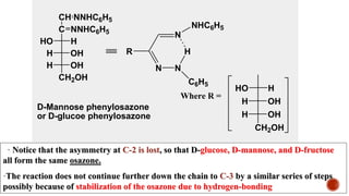 CH
C
H
HO
OH
H
OH
H
CH2OH
NNHC6H5
NNHC6H5
D-Mannose phenylosazone
or D-glucoe phenylosazone
N N
H
N
R
NHC6H5
C6H5
Where R =
HO H
H OH
CH2OH
H OH
· Notice that the asymmetry at C-2 is lost, so that D-glucose, D-mannose, and D-fructose
all form the same osazone.
·The reaction does not continue further down the chain to C-3 by a similar series of steps
possibly because of stabilization of the osazone due to hydrogen-bonding
 