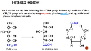 ▪ It is carried out by first protecting the – CHO group, followed by oxidation of the -
CH2OH group, or in one step by using enzyme to give aldouronic acid, e.g. oxidation of
glucose into glucuronic acid.
CHO
CH
CH
CH
CH
CH2OH
OH
OH
HO
OH
D-Glucose
CHO
CH
CH
CH
CH
COOH
OH
OH
HO
OH
Glucuronic acid
O
COOH
H
H
OHOH
H
H
OH
OH
H
 