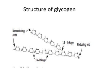 Structure of glycogen
 