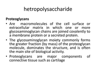 hetropolysaccharide
Proteoglycans
• Are macromolecules of the cell surface or
extracellular matrix in which one or more
glycosaminoglycan chains are joined covalently to
a membrane protein or a secreted protein.
• The glycosaminoglycan moiety commonly forms
the greater fraction (by mass) of the proteoglycan
molecule, dominates the structure, and is often
the main site of biological activity.
• Proteoglycans are major components of
connective tissue such as cartilage
 
